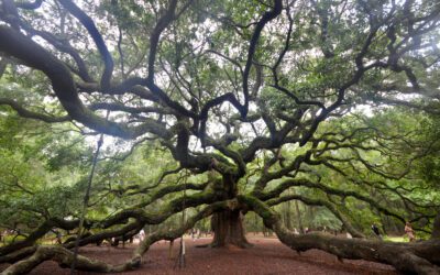 Make More Time with the Decision Tree
