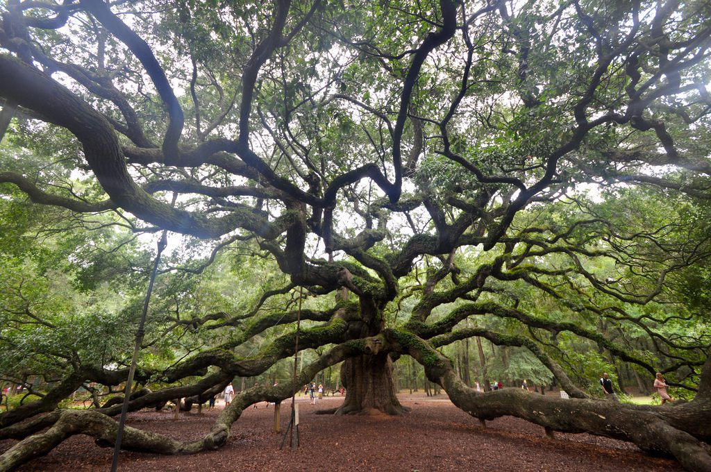 Angel-Oak